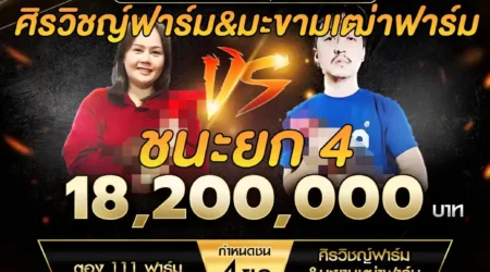 เทปไก่ชน ตอง111ฟาร์ม VS ศิรวิชญ์ฟาร์ม & มะขามเฒ่าฟาร์ม 28 ธันวาคม 2567