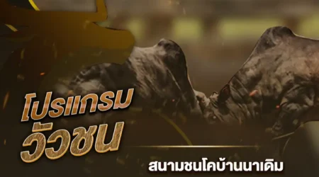 โปรแกรมวัวชน 01 ธันวาคม 2567