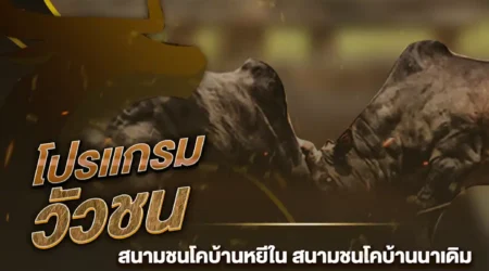 โปรแกรมวัวชน 02 ธันวาคม 2567