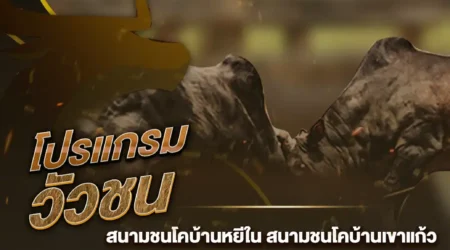 โปรแกรมวัวชน 03 ธันวาคม 2567