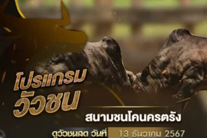 โปรแกรมวัวชน 13 ธันวาคม 2567