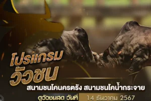 โปรแกรมวัวชน 14 ธันวาคม 2567