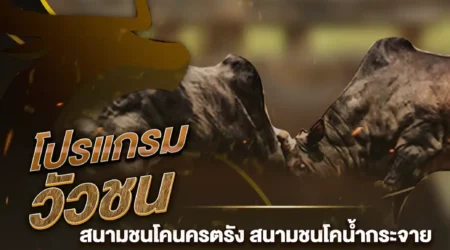 โปรแกรมวัวชน 14 ธันวาคม 2567