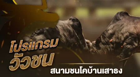 โปรแกรมวัวชน 16 ธันวาคม 2567