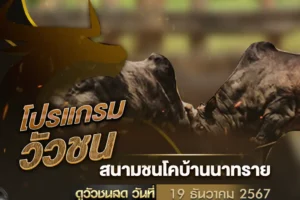 ผลวัวชน 19 ธันวาคม 2567