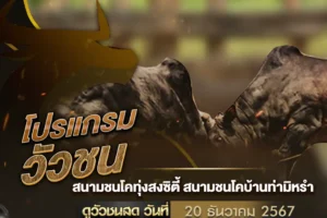 โปรแกรมวัวชน 20 ธันวาคม 2567