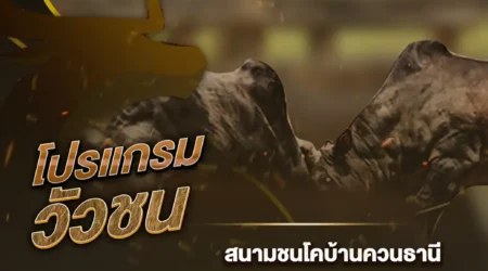 โปรแกรมวัวชน 24 ธันวาคม 2567