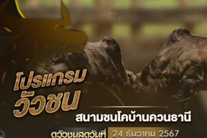 โปรแกรมวัวชน 24 ธันวาคม 2567