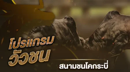 โปรแกรมวัวชน 25 ธันวาคม 2567