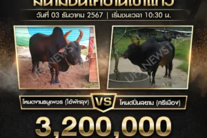 ย้อนหลังวัวชน โหนดงามธนูเพชร (ไอ้พัทลุง) VS โหนดปิ่นสยาม (ศรีเมือง) 03 ธันวาคม 2567