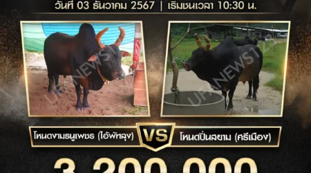 ย้อนหลังวัวชน โหนดงามธนูเพชร (ไอ้พัทลุง) VS โหนดปิ่นสยาม (ศรีเมือง) 03 ธันวาคม 2567