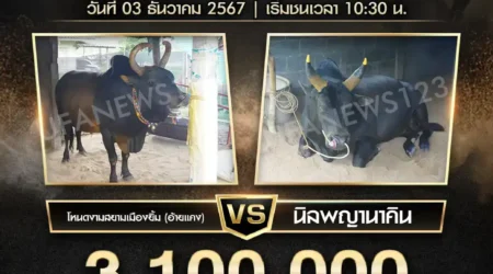 ย้อนหลังวัวชน นิลพญานาคิน VS โหนดงามสยามเมืองยิ้ม (อ้ายแคง) 03 ธันวาคม 2567