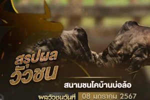 ผลวัวชน 08 มกราคม 2568