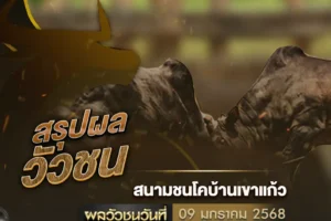 ผลวัวชน 09 มกราคม 2568