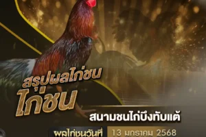 ผลไก่ชน 13 มกราคม 2568