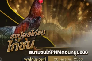 ผลไก่ชน 28 มกราคม 2568