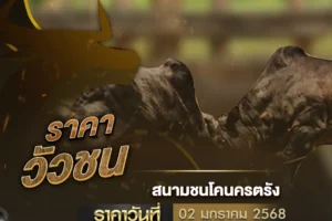 ราคาวัวชน 02 มกราคม 2568