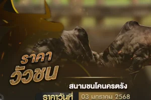 ราคาวัวชน 03 มกราคม 2568