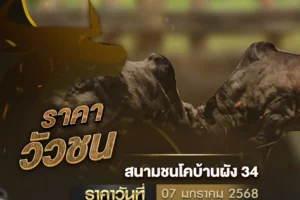 ราคาวัวชน 07 มกราคม 2568