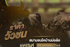 ราคาวัวชน 08 มกราคม 2568