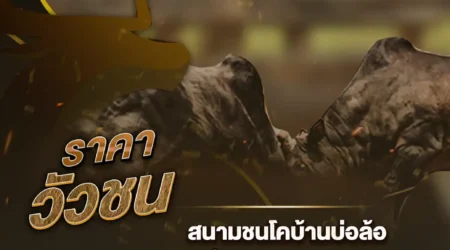 ราคาวัวชน 08 มกราคม 2568