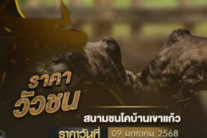 ราคาวัวชน 09 มกราคม 2568