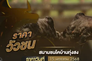 ราคาวัวชน 15 มกราคม 2568