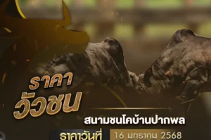 ราคาวัวชน 16 มกราคม 2568