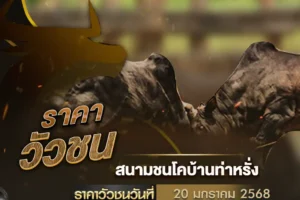 ราคาวัวชน 20 มกราคม 2568