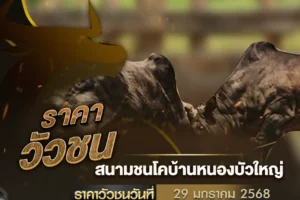 ราคาวัวชน 29 มกราคม 2568