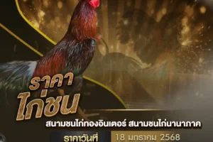 ราคาไก่ชน 18 มกราคม 2568