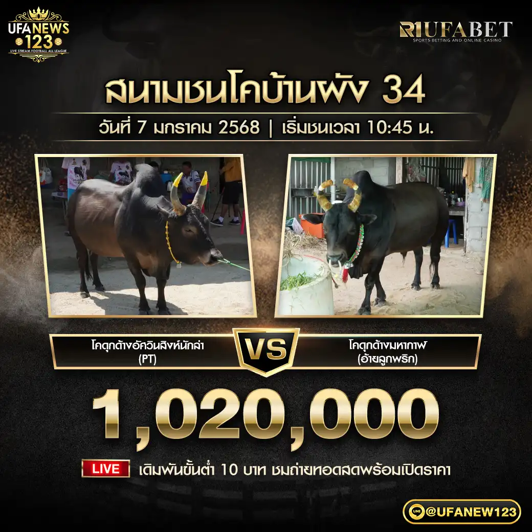 โคดุกด้างอัศวินสิงห์นักล่า (PT) VS โคดุกด้างมหากาฬ (อ้ายลูกพริก) 07 มกราคม 2568