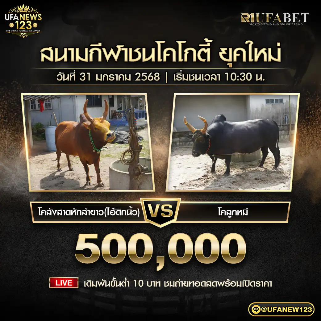 โคลังสาดหักลำยาว (ไอ้ดิกนิ้ว) VS โคลูกหมี ชิงรางวัล 500,000 บาท 31 มกราคม 2568