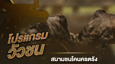 โปรแกรมวัวชน 04 มกราคม 2568