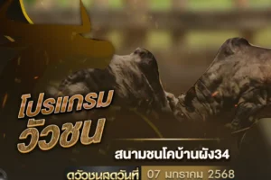 โปรแกรมวัวชน 07 มกราคม 2568