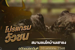 โปรแกรมวัวชน 10 มกราคม 2568