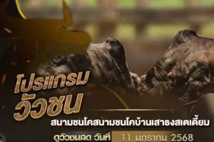 โปรแกรมวัวชน 11 มกราคม 2568