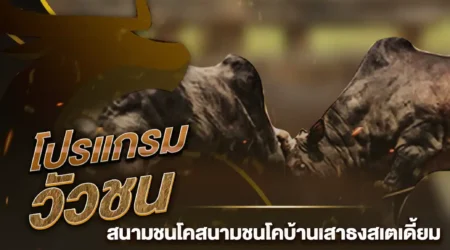 โปรแกรมวัวชน 11 มกราคม 2568