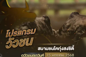 โปรแกรมวัวชน 15 มกราคม 2568