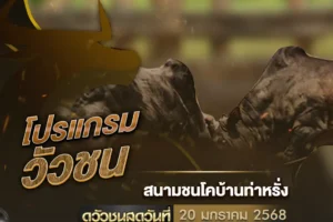 โปรแกรมวัวชน 20 มกราคม 2568