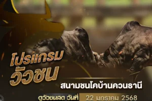 โปรแกรมวัวชน 22 มกราคม 2568