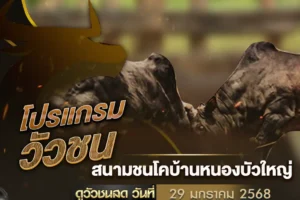 โปรแกรมวัวชน 29 มกราคม 2568