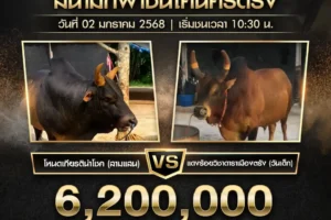 ย้อนหลังวัวชน โหนดเกียรตินำโชค (สามแสน) VS แดงร้อยวิชาดาราเมืองตรัง (วันเด็ก) 02 มกราคม 2568