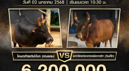 ย้อนหลังวัวชน โหนดเกียรตินำโชค (สามแสน) VS แดงร้อยวิชาดาราเมืองตรัง (วันเด็ก) 02 มกราคม 2568