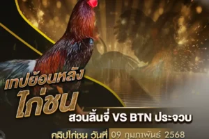 เทปไก่ชน สวนลิ้นจี่ VS BTN ประจวบ 09 กุมภาพันธ์ 2568