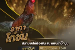 ราคาไก่ชน 09 กุมภาพันธ์ 2568