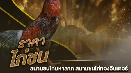 ราคาไก่ชน 22 กุมภาพันธ์ 2568