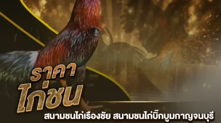 ราคาไก่ชน 23 กุมภาพันธ์ 2568