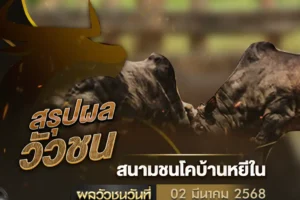 ผลวัวชน 02 มีนาคม 2568