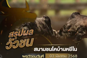 ผลวัวชน 03 มีนาคม 2568